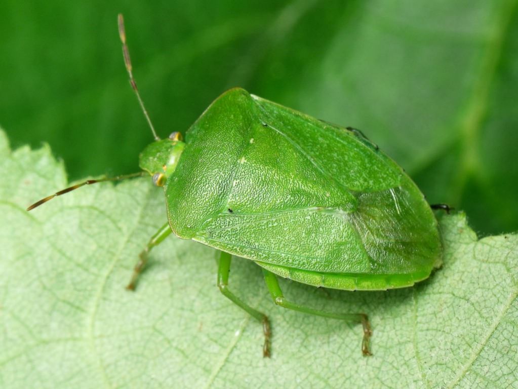 Nezara viridula (Linnaeus, 1758)